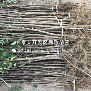 山東美利亞無花果苗新品種、山東美利亞無花果苗多少錢一棵