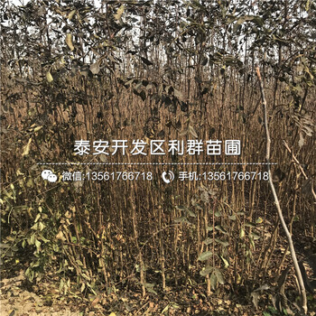 紅星梨苗多少錢一棵、紅星梨苗出售