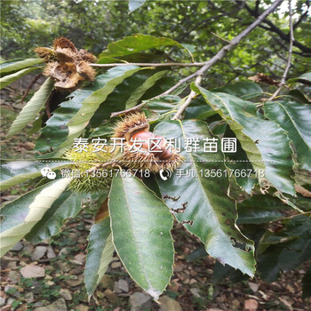 大果水晶梨樹苗出售、大果水晶梨樹苗價(jià)格是多少