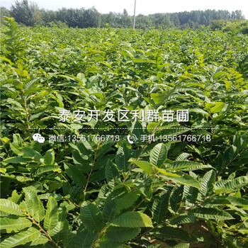 3公分6公分柿子苗多少錢一棵