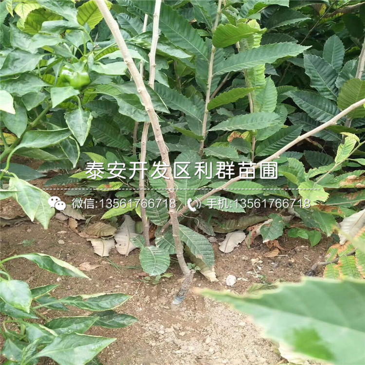 十里香花椒苗批发价格是多少