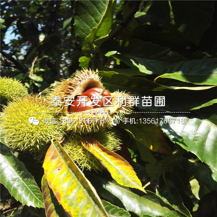 阳光蓝蓝莓树苗批发、阳光蓝蓝莓树苗出售价格