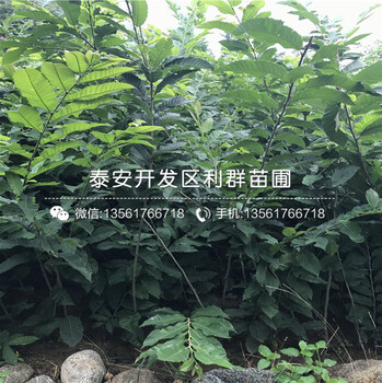 哪里有賣3公分板栗樹苗的、3公分板栗樹苗價格多少