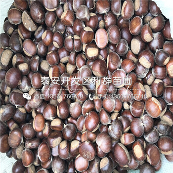 藍(lán)港藍(lán)莓樹(shù)苗出售、2019年藍(lán)港藍(lán)莓樹(shù)苗多少錢(qián)一棵