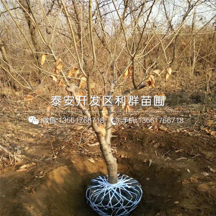 红梨树苗出售、红梨树苗基地