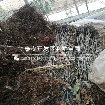 大紅袍李子苗批發(fā)價(jià)格是多少