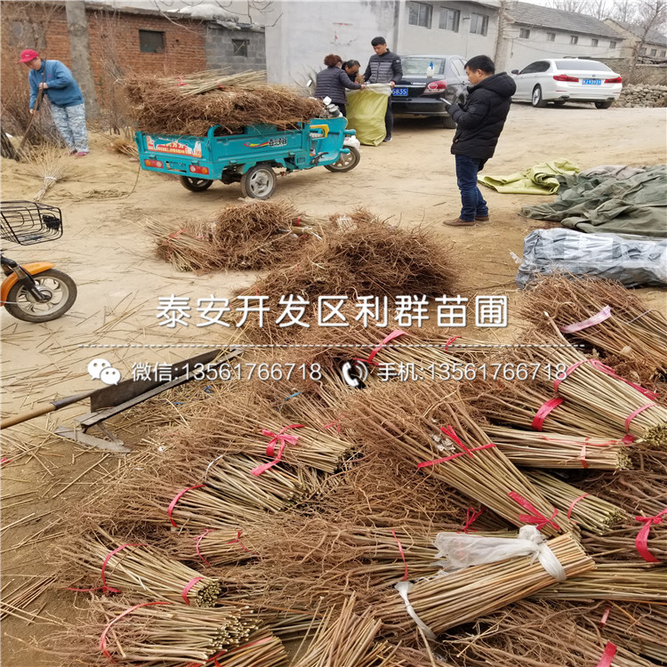 红梨树苗出售、红梨树苗基地