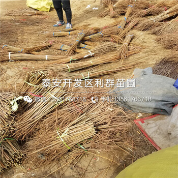 山東煙富六號蘋果樹苗批發(fā)基地