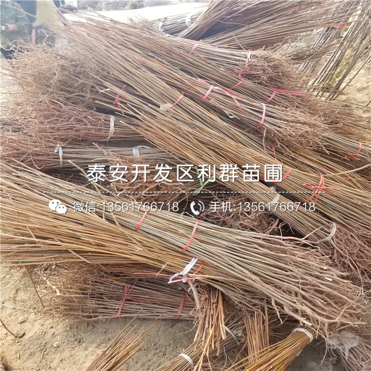 山东矮化樱桃树树苗基地