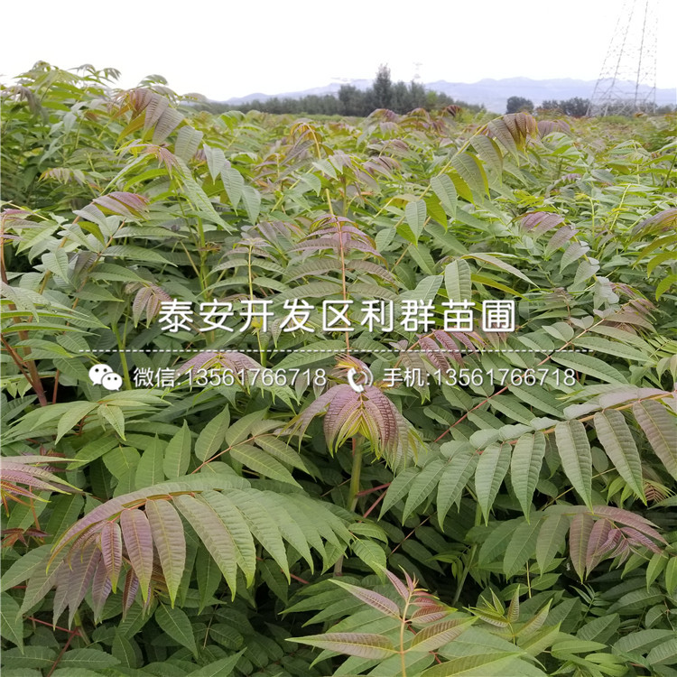 华硕苹果苗、山东华硕苹果苗基地