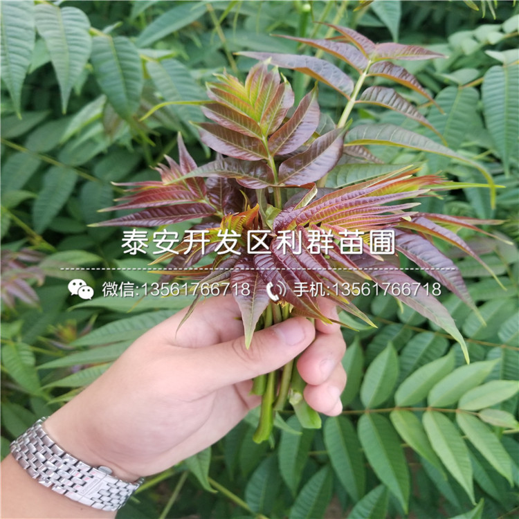 晚熟蓝莓树苗品种、2019年晚熟蓝莓树苗价格