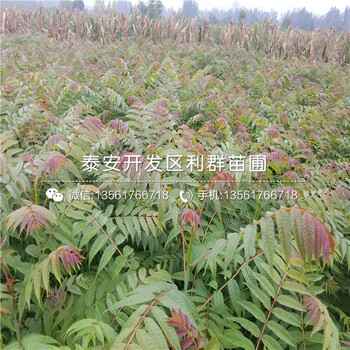 長枝紅富士蘋果苗多少錢一棵、長枝紅富士蘋果苗新品種