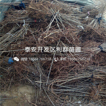 山東2018年板栗苗出售、山東2018年板栗苗價(jià)格