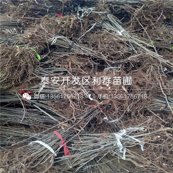 農(nóng)大一號(hào)板栗樹苗、農(nóng)大一號(hào)板栗樹苗出售價(jià)格是多少