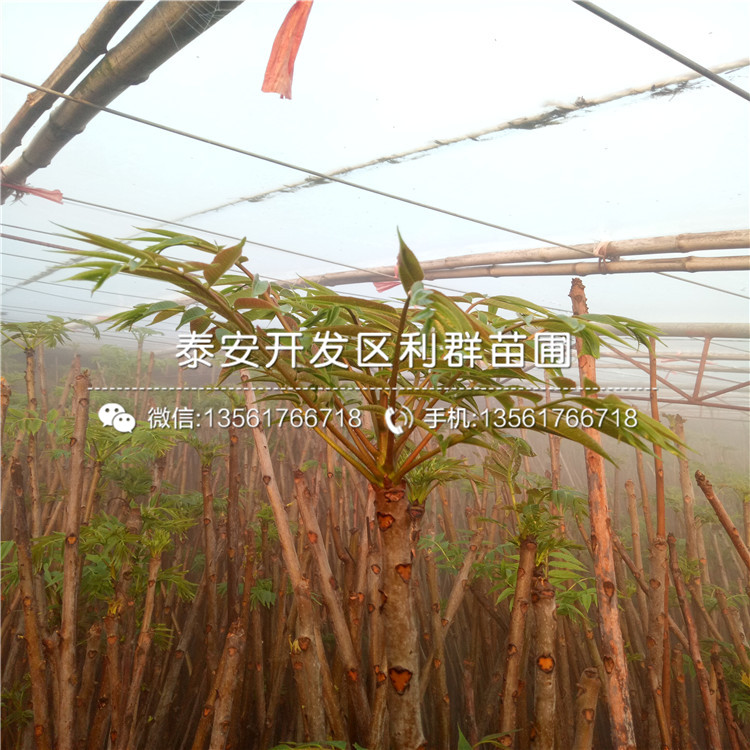 蜜脆苹果苗、蜜脆苹果苗价格