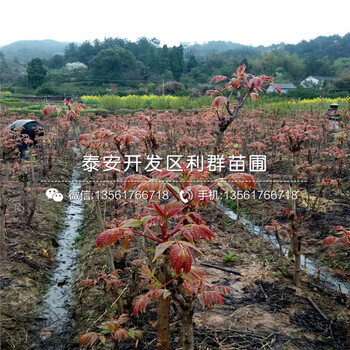 冰脆李子苗基地出售