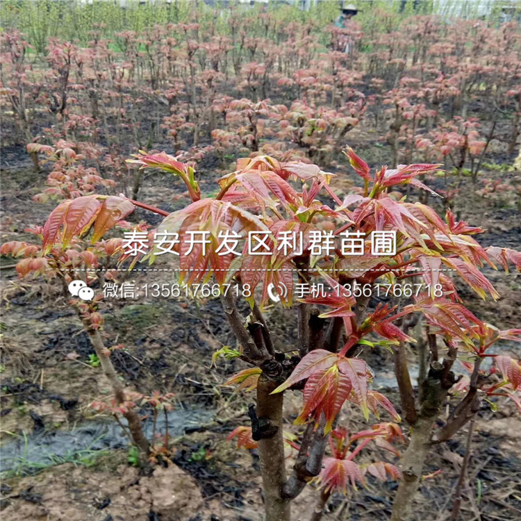 威海青皮无花果树苗2019年价格