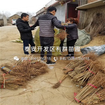 2019年新世紀(jì)梨樹苗、2019年新世紀(jì)梨樹苗基地