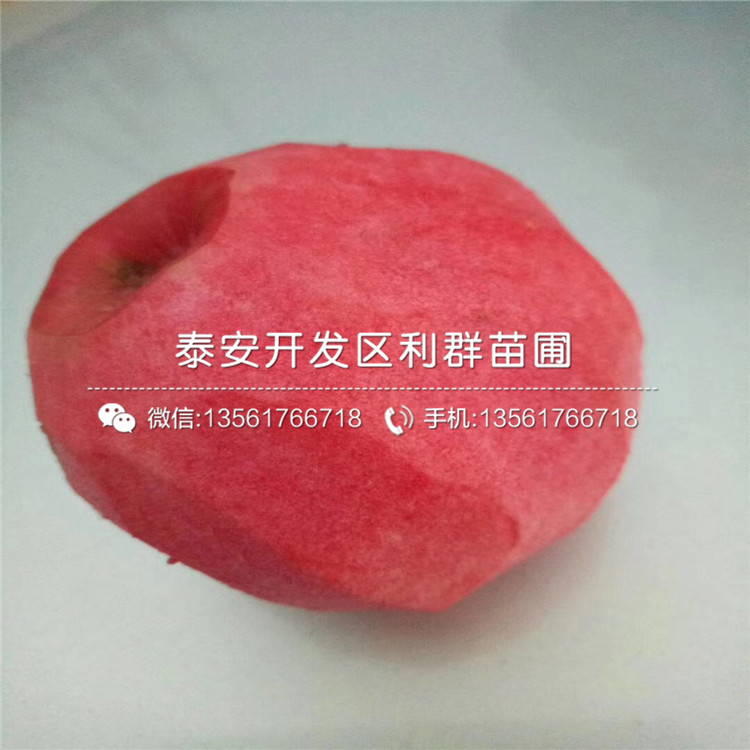 山东红露苹果苗多少钱一棵