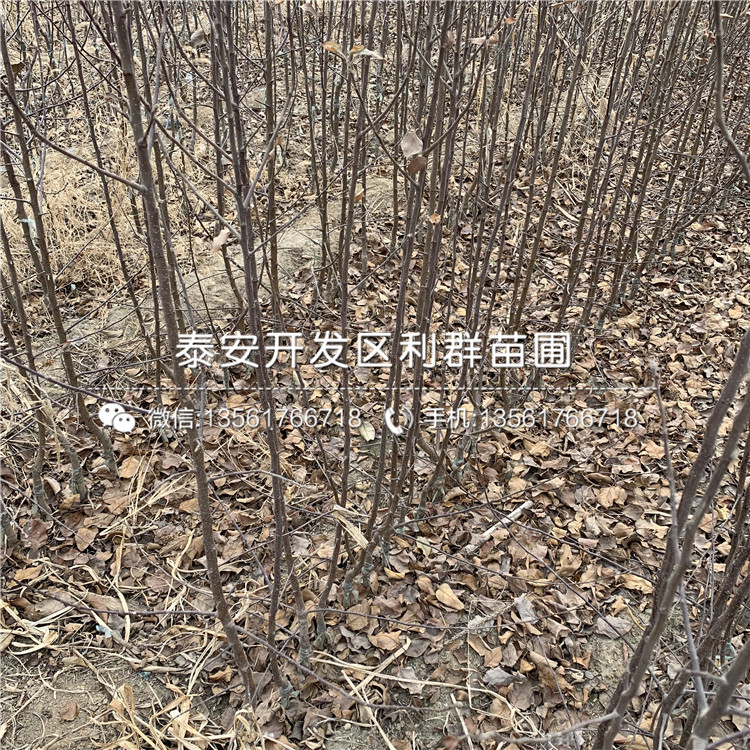 元帅苹果树苗2019价格