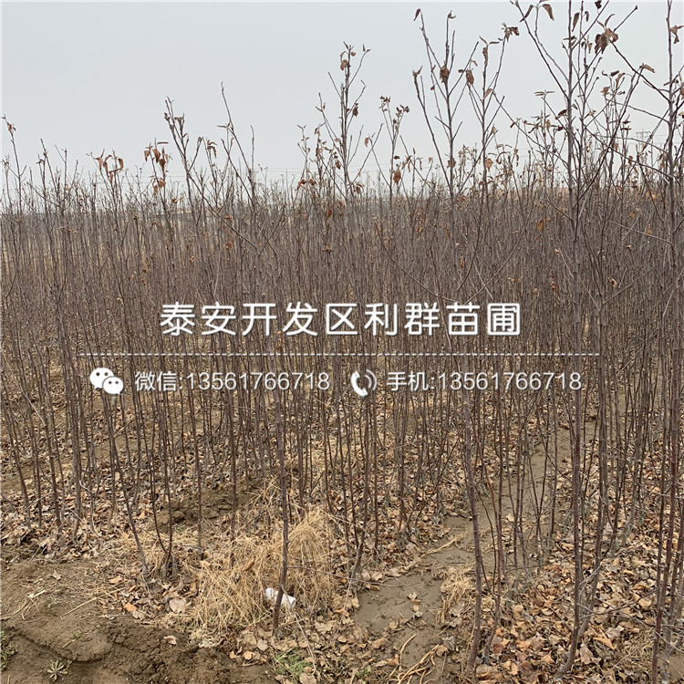 烟富3号苹果苗出售、烟富3号苹果苗基地