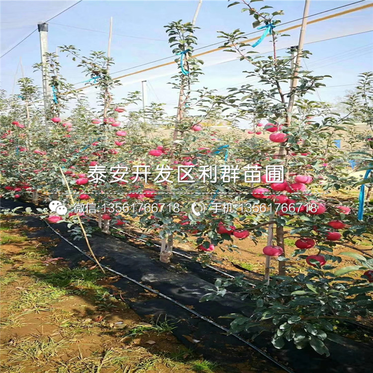 红蛇果苹果树苗出售、红蛇果苹果树苗多少钱一棵