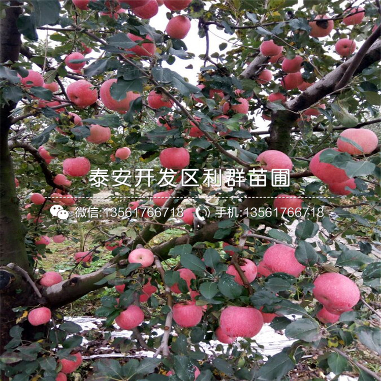 2019年花牛蘋果苗、2019年花牛蘋果樹苗多少錢一棵