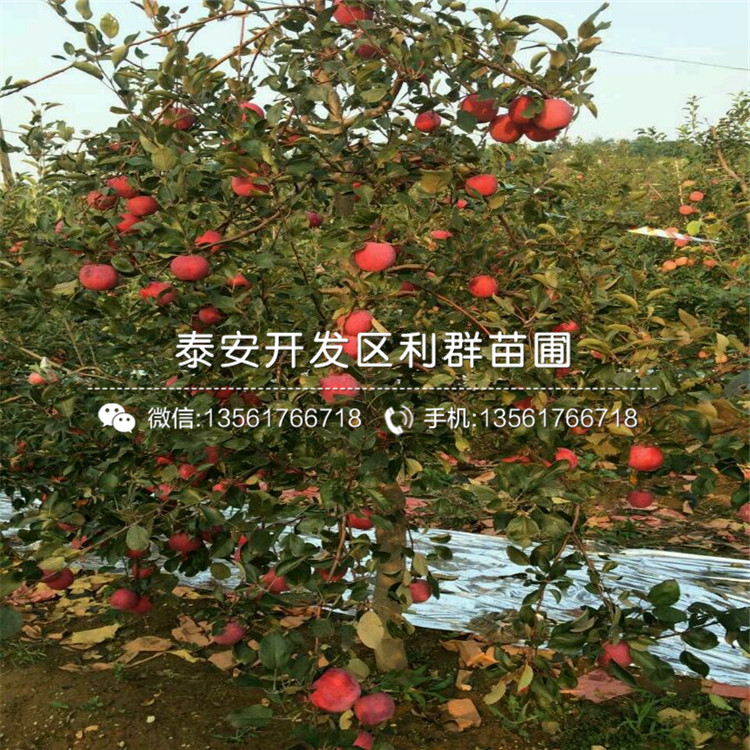 新品種矮化煙富八號蘋果苗、新品種矮化煙富八號蘋果樹苗價格