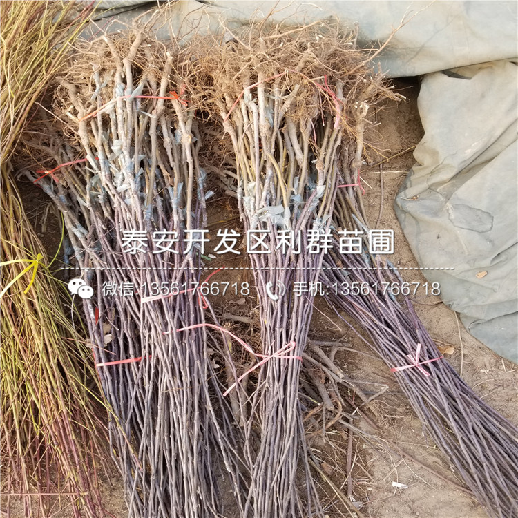 新品種矮化眾成一號蘋果苗、新品種矮化眾成一號蘋果樹苗價(jià)格
