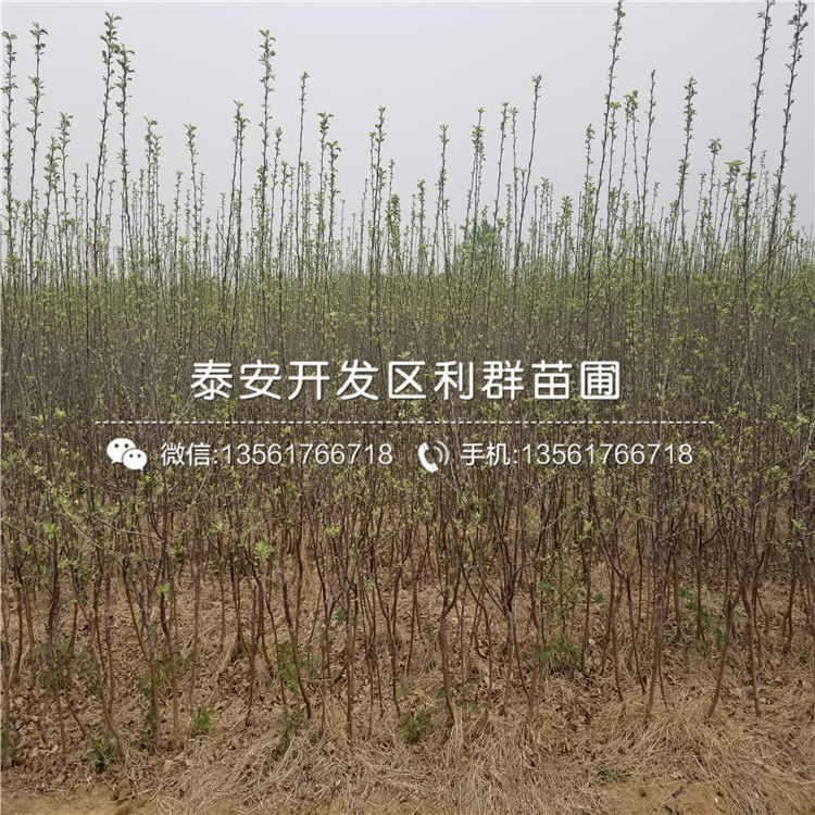 新品種美八蘋(píng)果苗、新品種美八蘋(píng)果樹(shù)苗價(jià)格