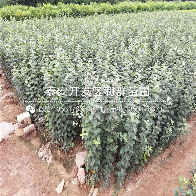華碩蘋果苗、華碩蘋果樹苗基地