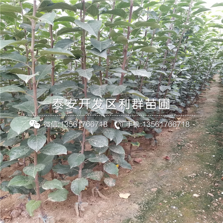 紅色之戀蘋果苗、紅色之戀蘋果樹苗新品種
