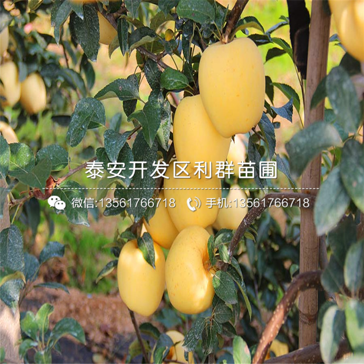 矮化神富1號蘋果苗、矮化神富1號蘋果樹苗出售