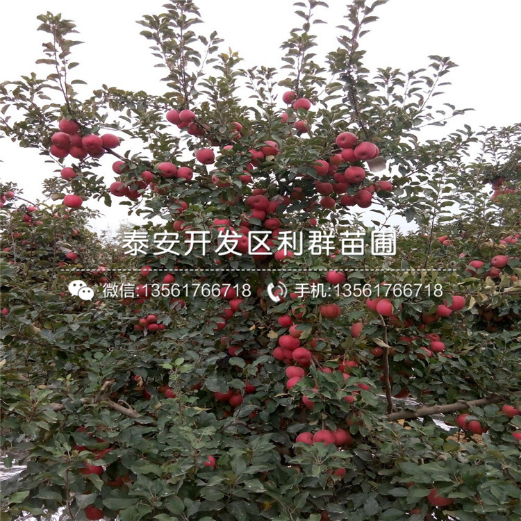 新红星苹果苗、新红星苹果树苗新品种