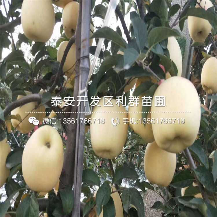 矮化自根砧蘋(píng)果苗、矮化自根砧蘋(píng)果樹(shù)苗出售
