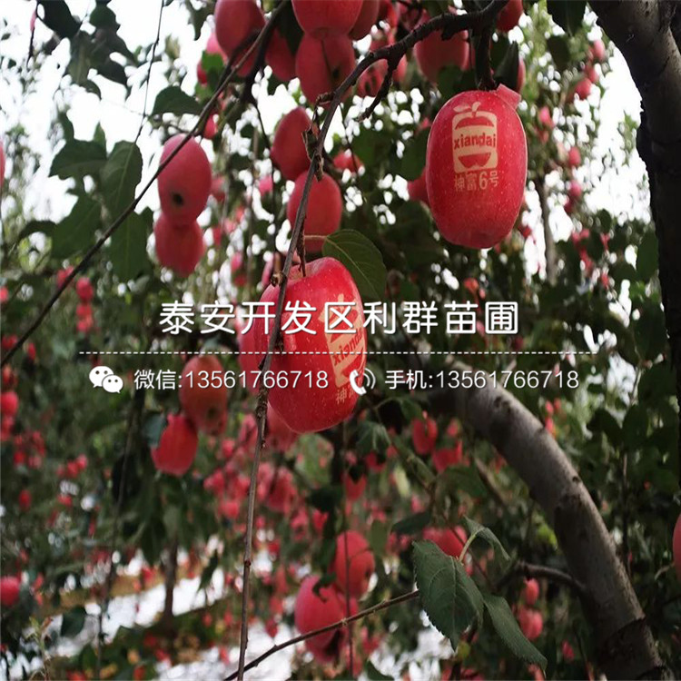 矮化華碩蘋果苗、矮化華碩蘋果樹苗基地