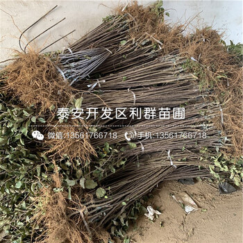 新品種矮化眾成一號(hào)蘋(píng)果苗、新品種矮化眾成一號(hào)蘋(píng)果樹(shù)苗價(jià)格