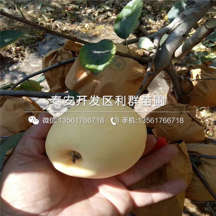 長富二號蘋果苗、長富二號蘋果樹苗價格多少