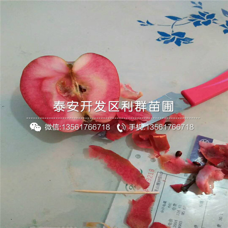 煙富8號蘋果苗、煙富8號蘋果樹苗價格多少