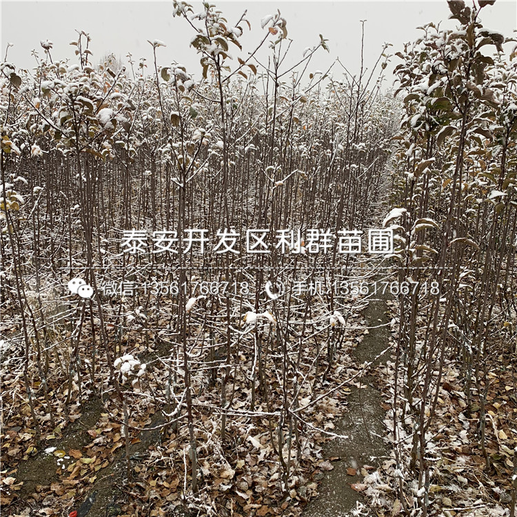 新品種美八蘋(píng)果苗、新品種美八蘋(píng)果樹(shù)苗價(jià)格