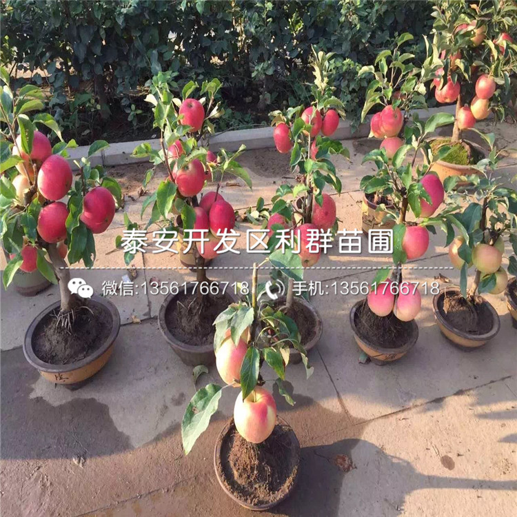 響富蘋果苗、響富蘋果樹苗品種