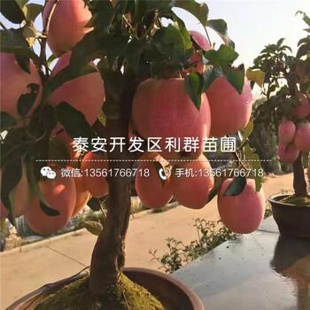 2019年矮化紅嘎啦蘋果苗、2019年矮化紅嘎啦蘋果樹苗價格及報價