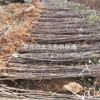 山東矮化神富1號蘋果苗、山東矮化神富1號蘋果樹苗出售