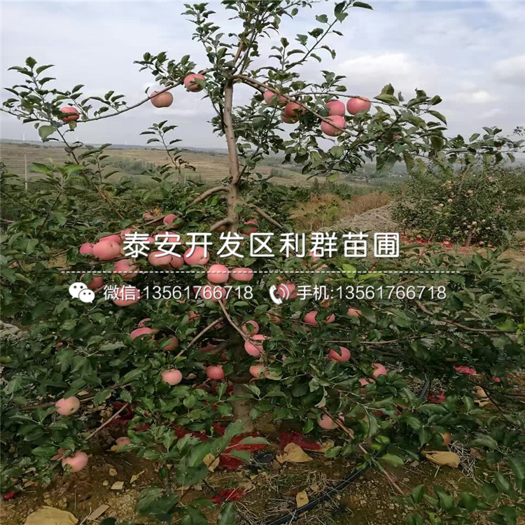 煙富6號蘋(píng)果苗、煙富6號蘋(píng)果樹(shù)苗新品種