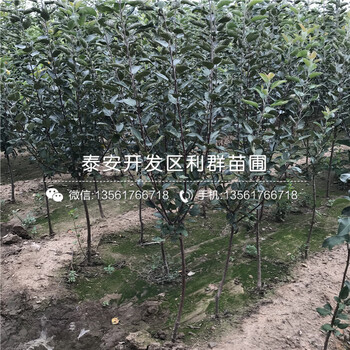 長富2號蘋果苗、長富2號蘋果樹苗價格及報價