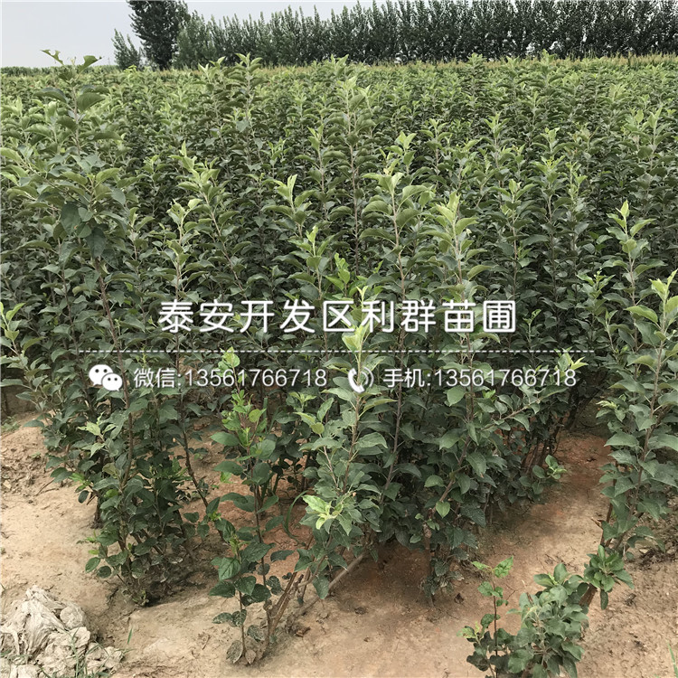 矮化自根砧蘋果苗、矮化自根砧蘋果樹苗價(jià)格多少