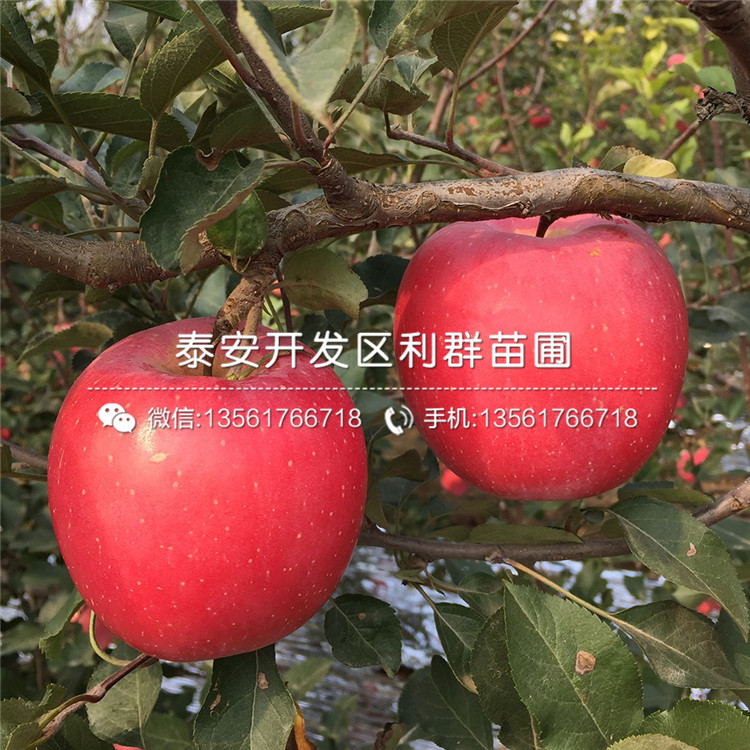 蛇果苗、蛇果苗價格