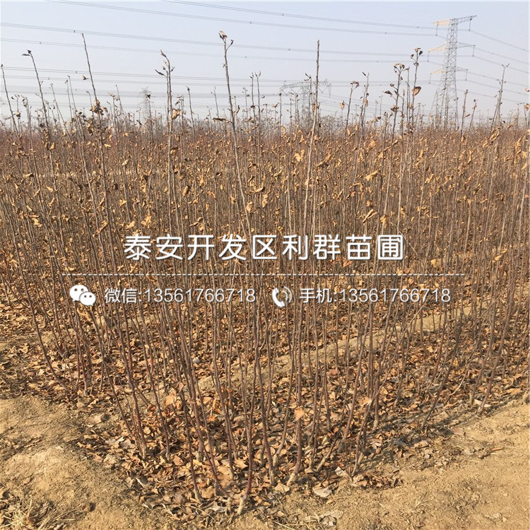 山東矮化世界1號(hào)蘋果苗、山東矮化世界1號(hào)蘋果樹苗新品種