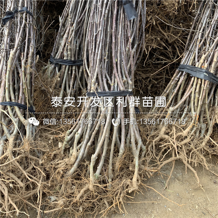 矮化嘎啦蘋果苗、矮化嘎啦蘋果樹苗批發(fā)