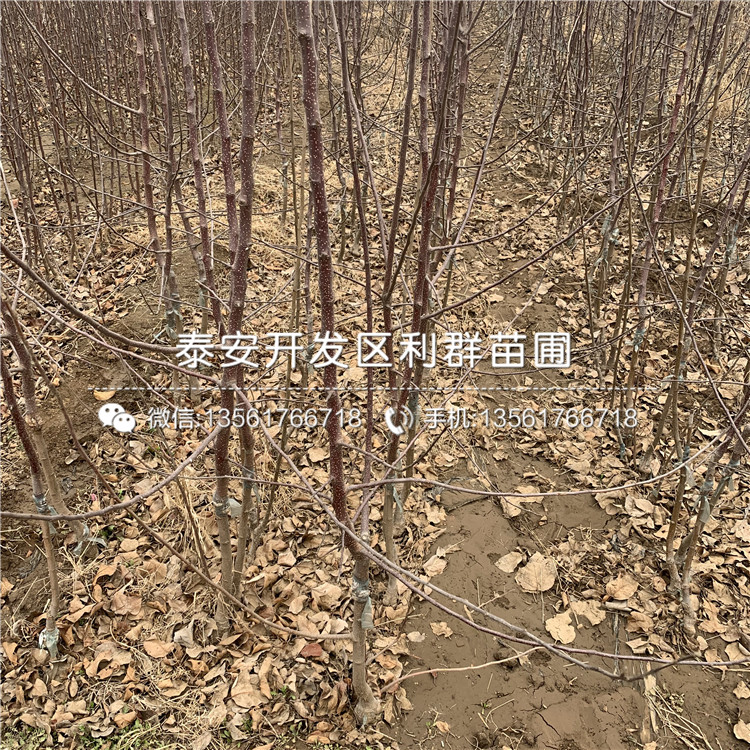 2019年矮化國光蘋果苗、2019年矮化國光蘋果樹苗多少錢一棵